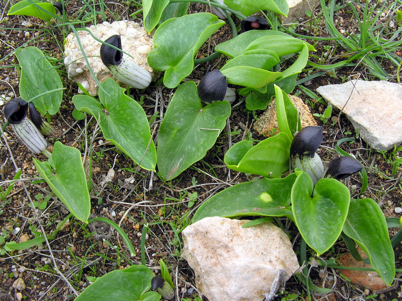 Arisarum simorrhinum.01