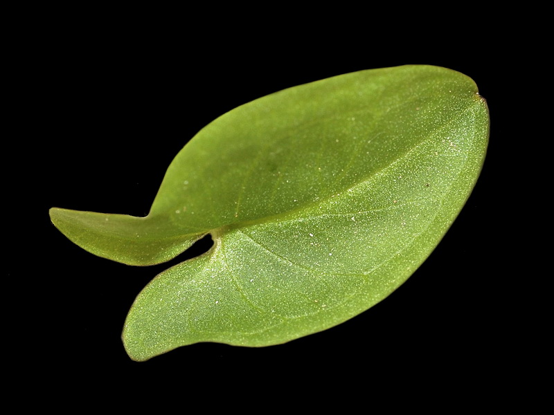 Arisarum simorrhinum.06