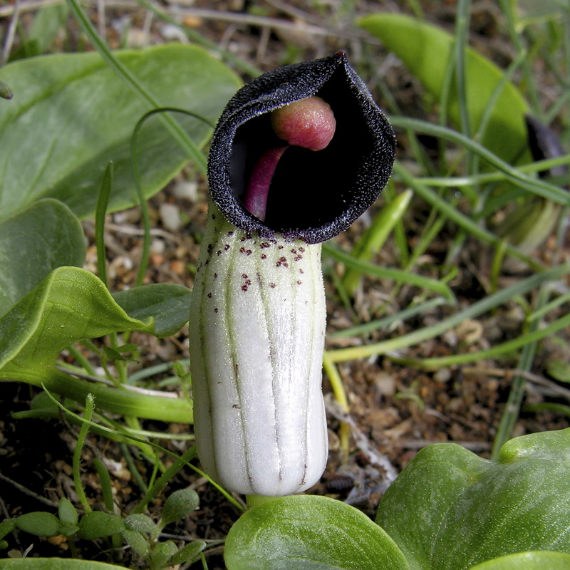 Arisarum simorrhinum.07