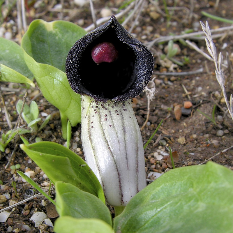 Arisarum simorrhinum.08