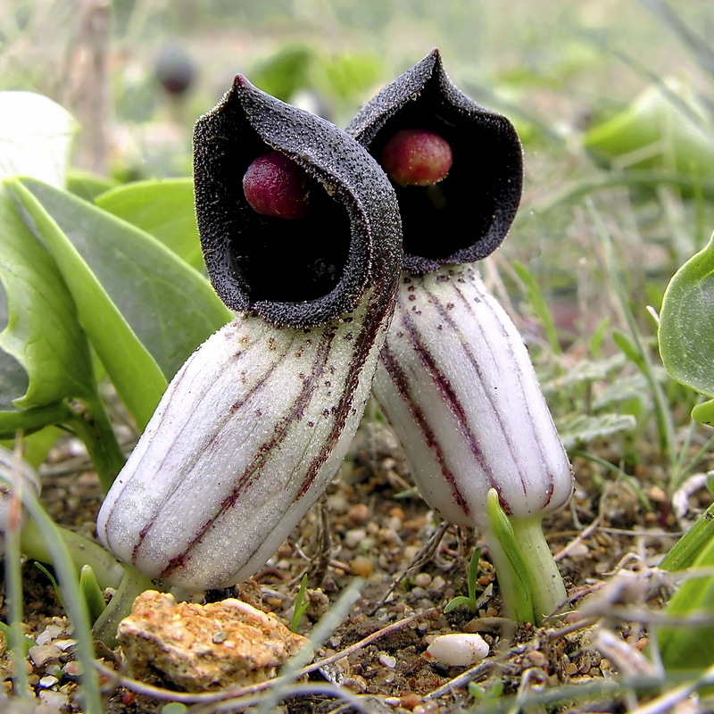 Arisarum simorrhinum.09