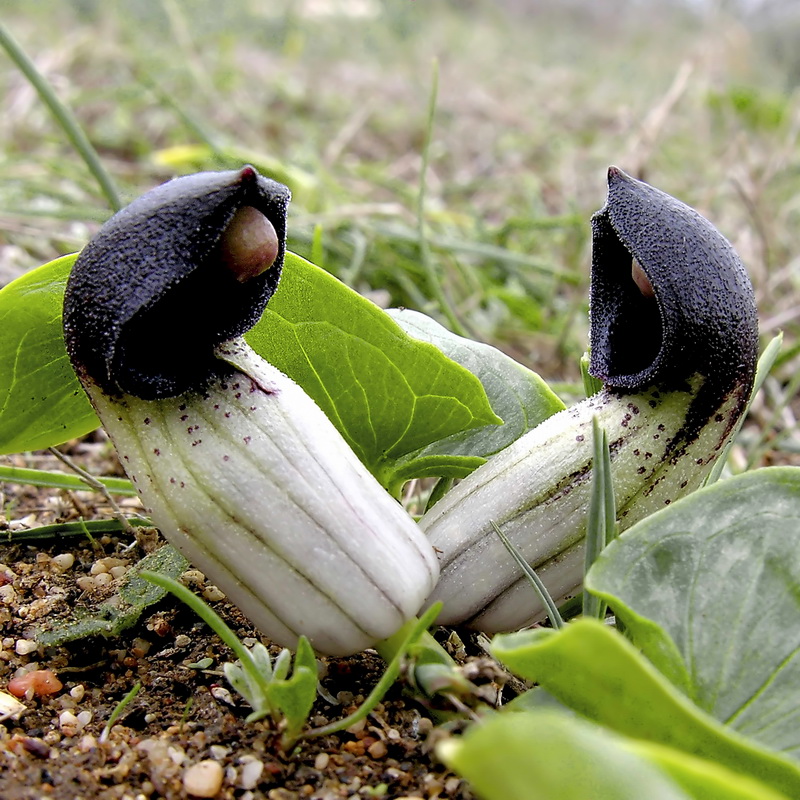 Arisarum simorrhinum.10