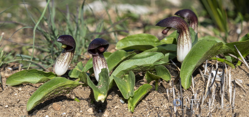 Arisarum simorrhinum.13