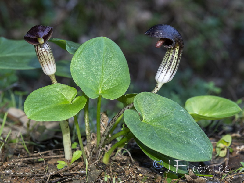 Arisarum simorrhinum.14