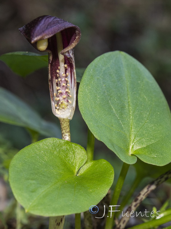 Arisarum simorrhinum.15