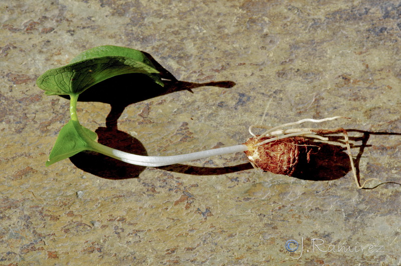 Arisarum simorrhinum16