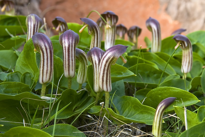 Arisarum vulgare.01