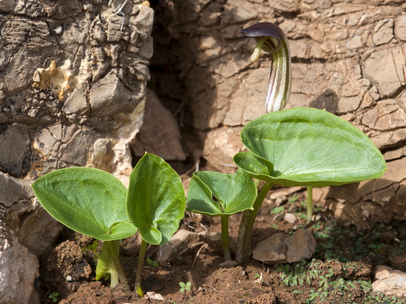 Arisarum vulgare.03