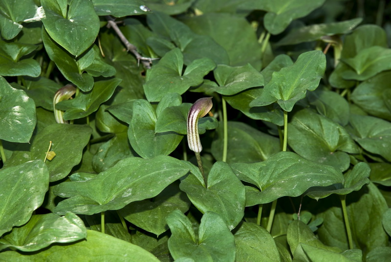 Arisarum vulgare.08