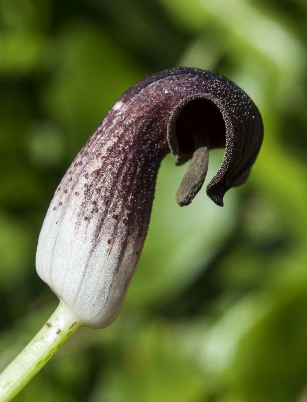 Arisarum vulgare.14