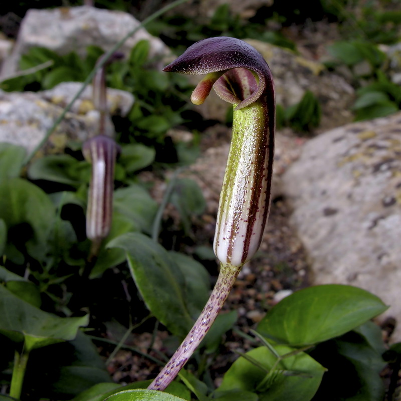 Arisarum vulgare.15