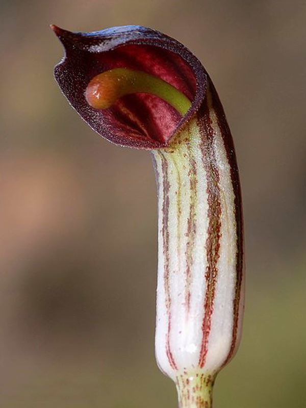 Arisarum vulgare.16