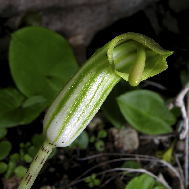 Arisarum vulgare.21