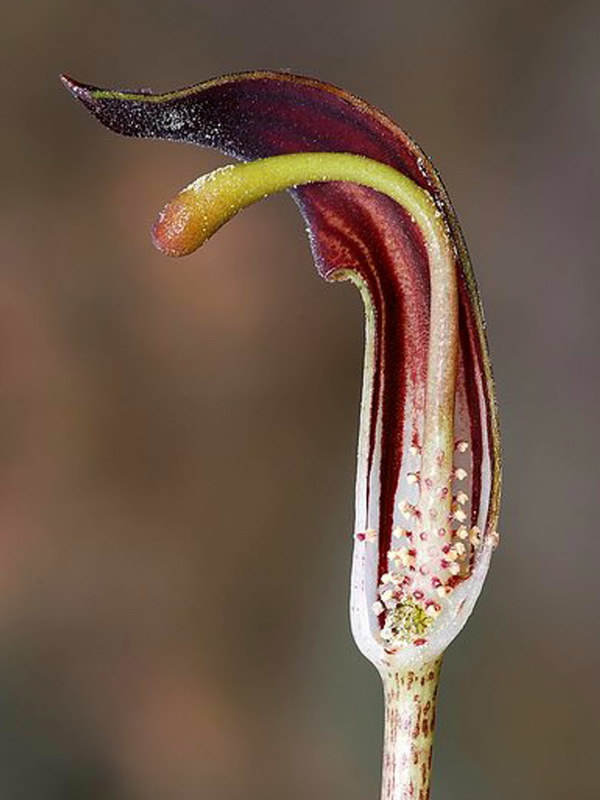 Arisarum vulgare.24