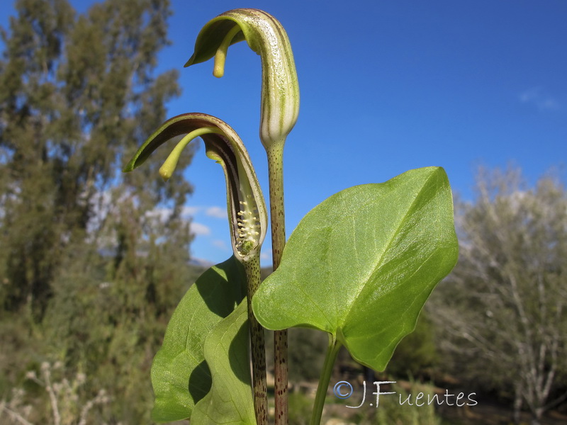 Arisarum vulgare.27