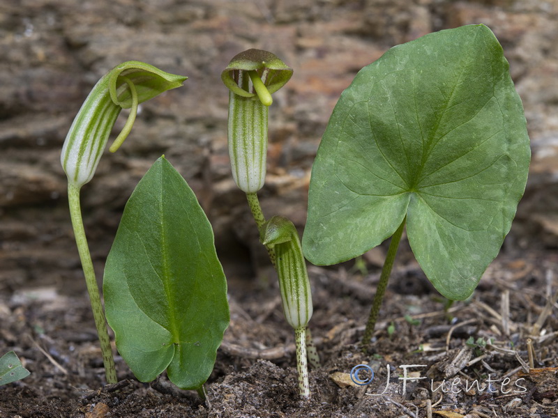 Arisarum vulgare.28