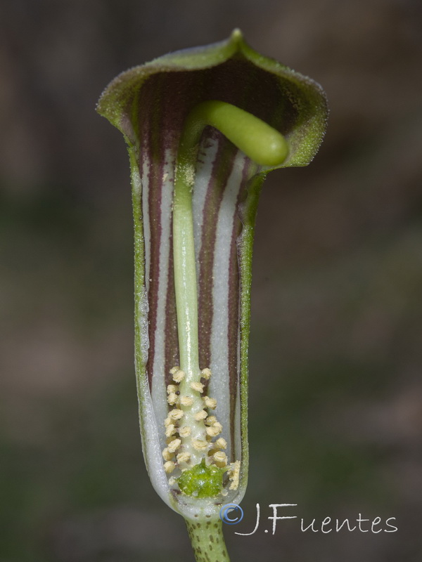 Arisarum vulgare.25