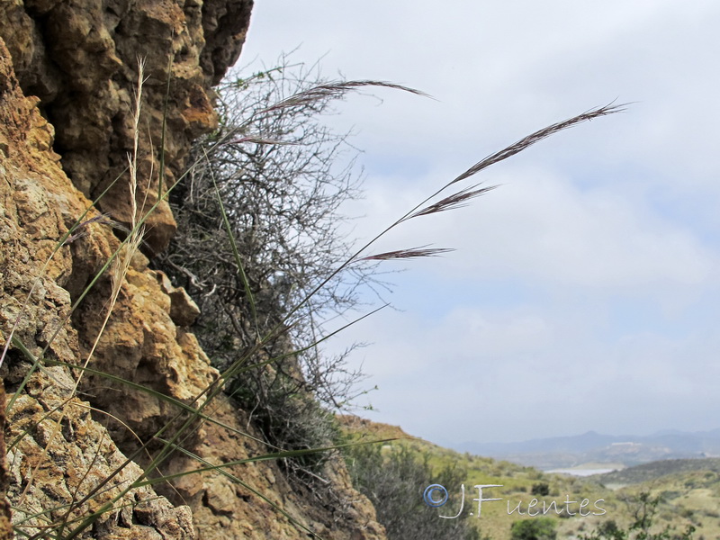 Aristida coerulescens.02