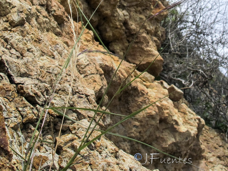 Aristida coerulescens.03