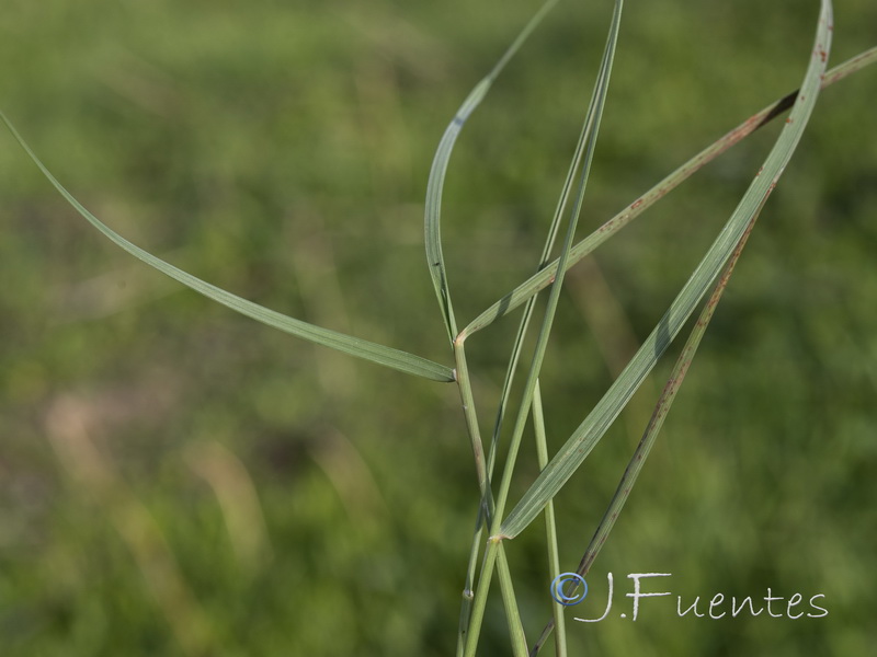 Aristida coerulescens.04