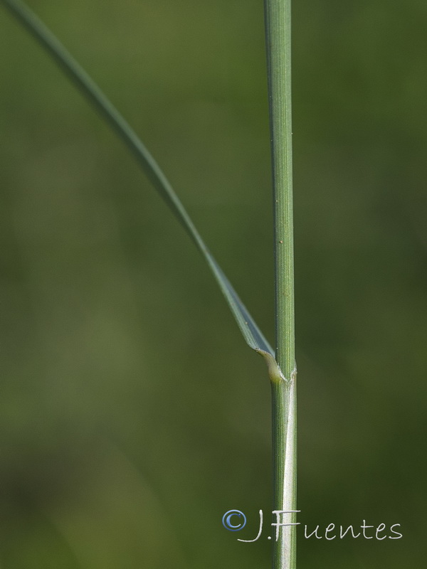 Aristida coerulescens.05