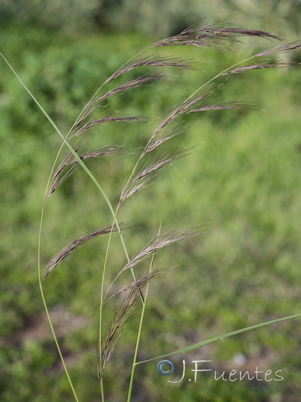 Aristida coerulescens.07