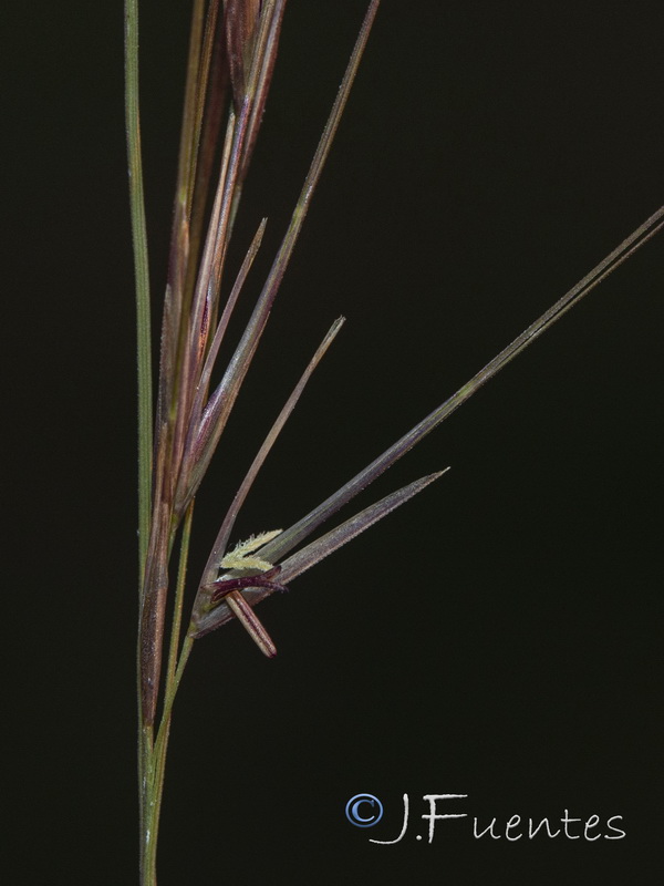 Aristida coerulescens.10