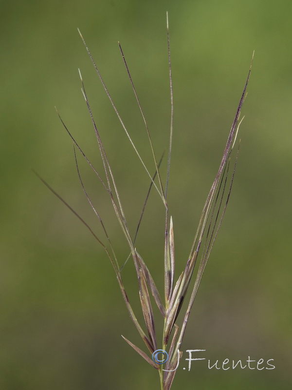 Aristida coerulescens.12