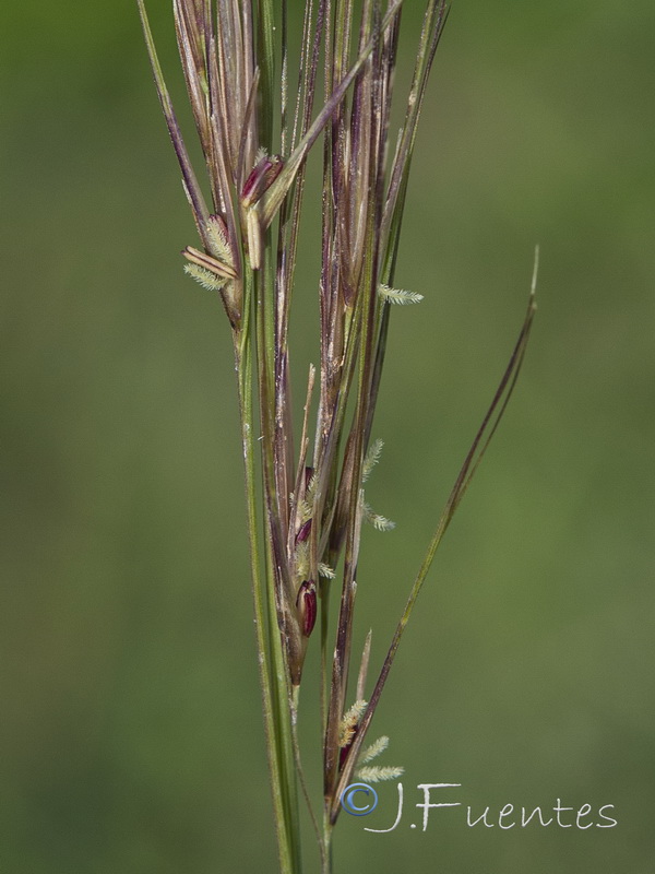 Aristida coerulescens.13