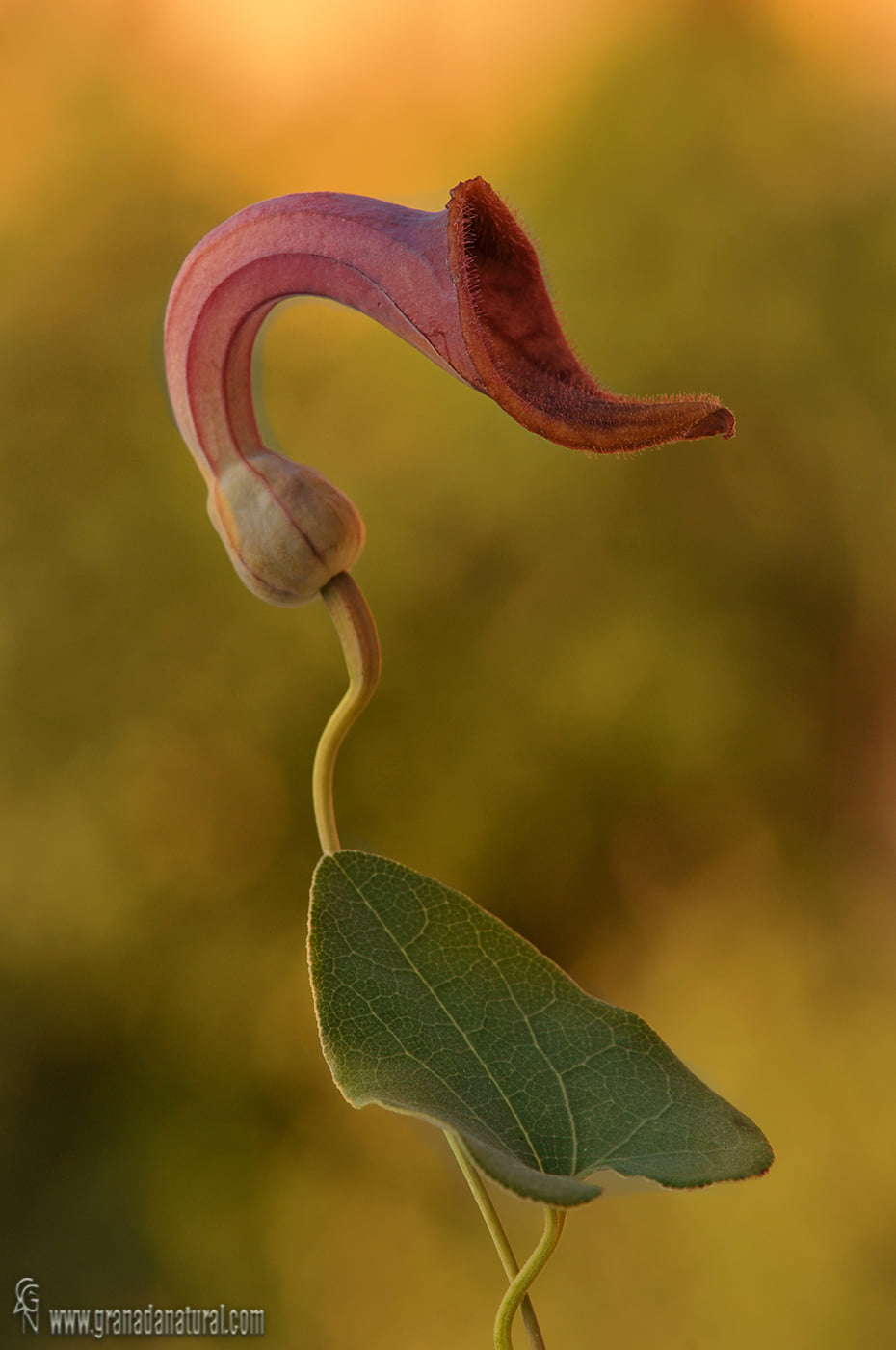 Aristolochia baetica