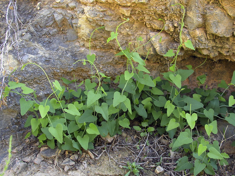 Aristolochia baetica.01