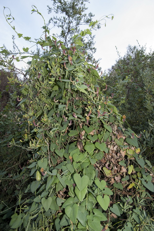 Aristolochia baetica.03