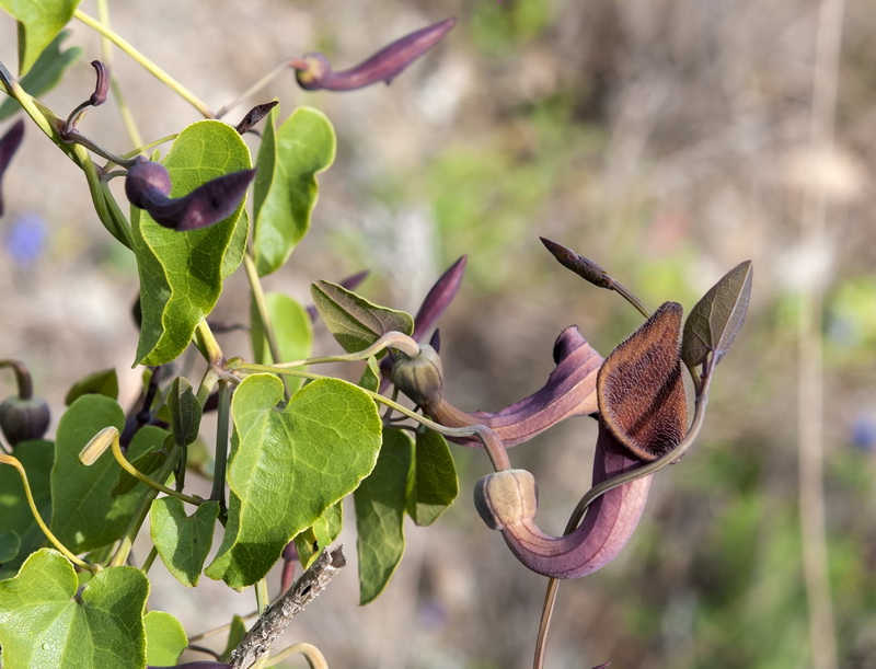 Aristolochia baetica.08