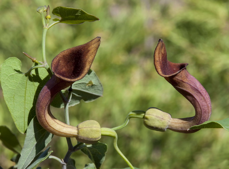 Aristolochia baetica.10