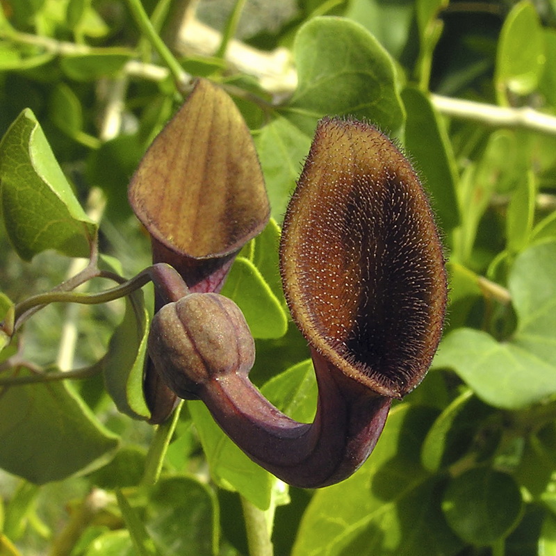 Aristolochia baetica.11