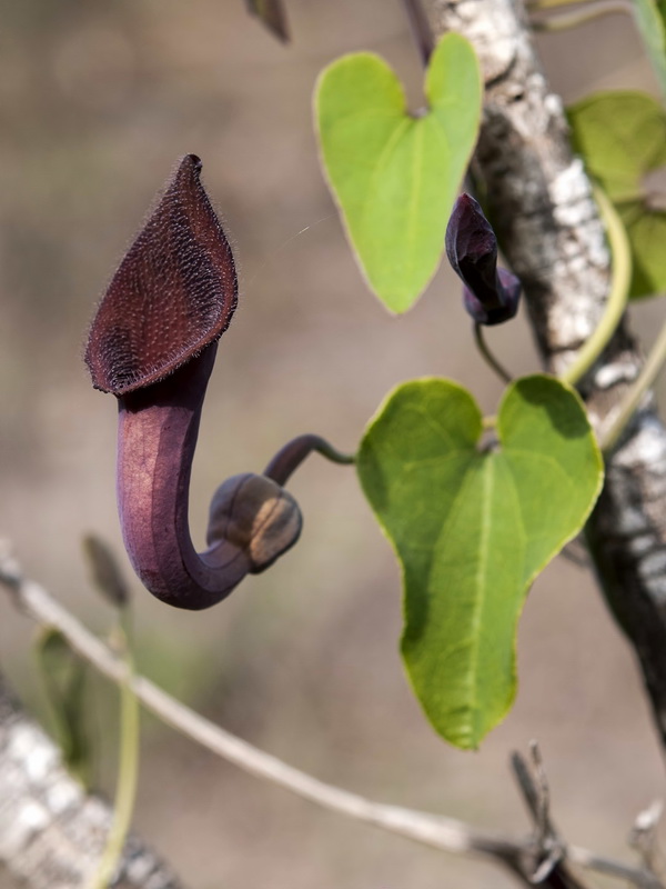 Aristolochia baetica.14