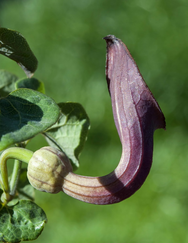 Aristolochia baetica.18