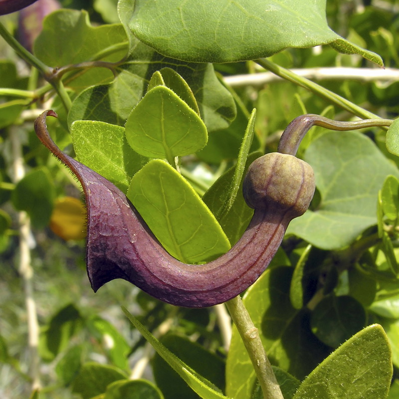 Aristolochia baetica.19