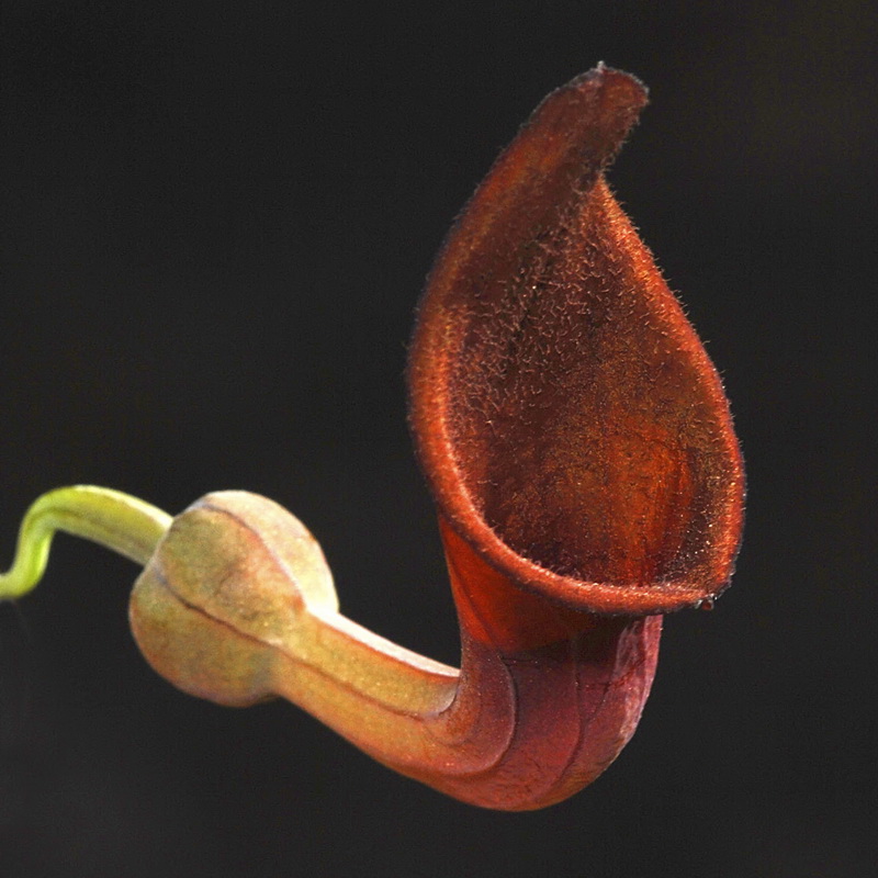 Aristolochia baetica.24