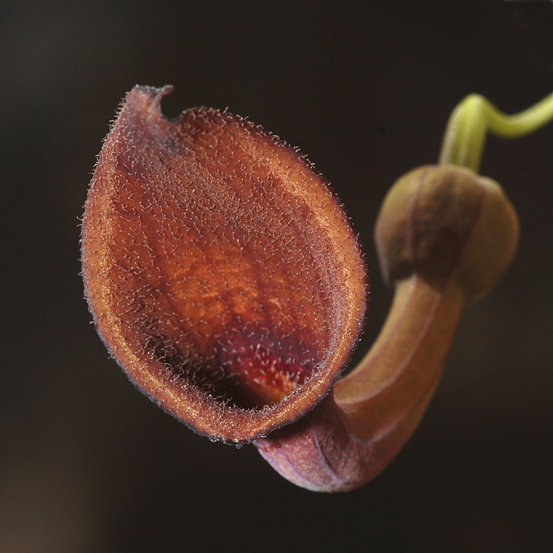 Aristolochia baetica.26