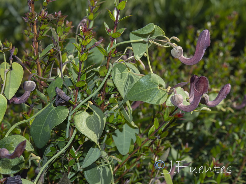 Aristolochia baetica.35