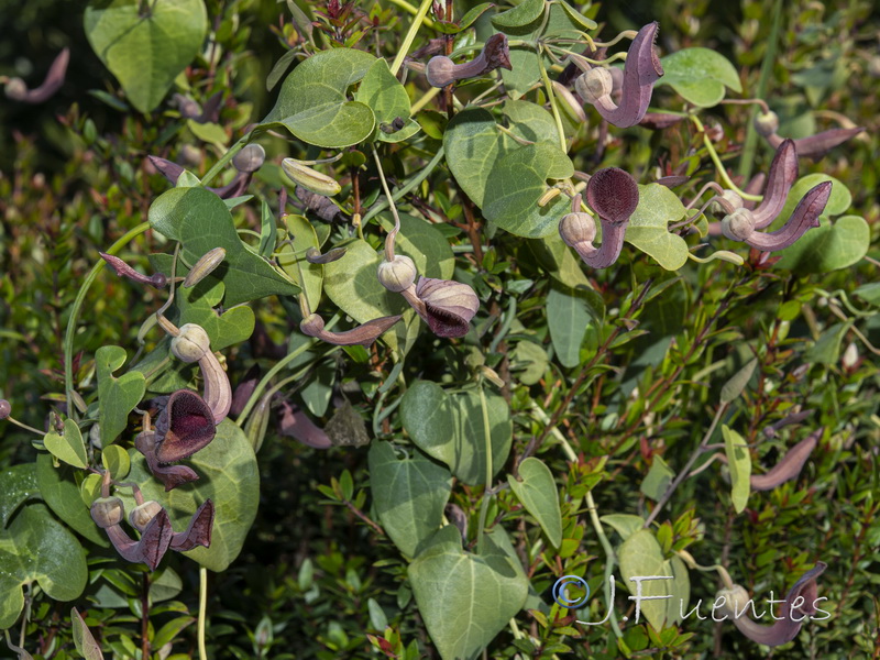 Aristolochia baetica.36