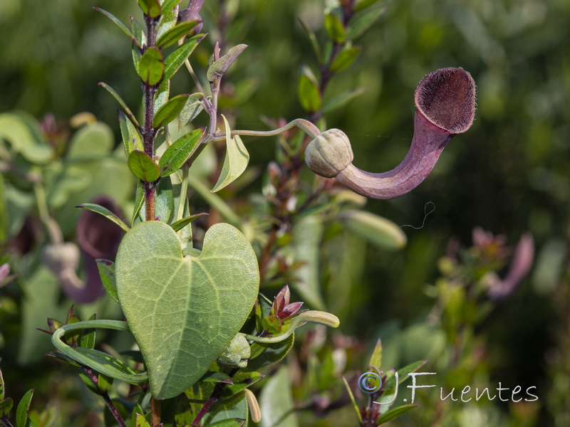 Aristolochia baetica.37