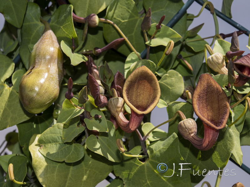 Aristolochia baetica.30