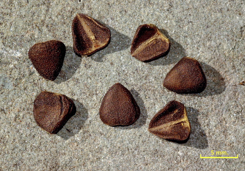 Aristolochia baetica.39