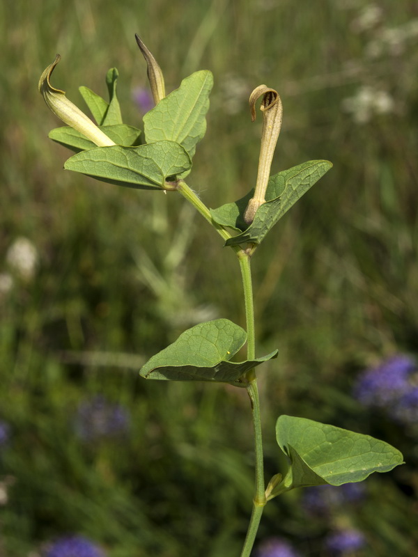Aristolochia paucinervis.01