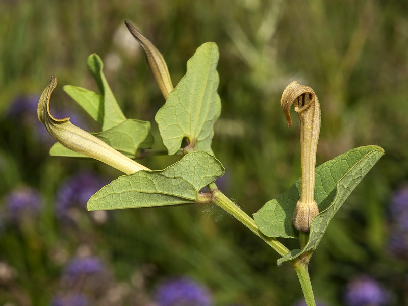 Aristolochia paucinervis.02