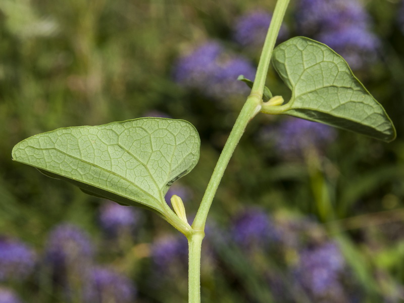 Aristolochia paucinervis.03