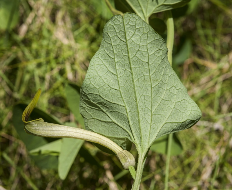 Aristolochia paucinervis.04