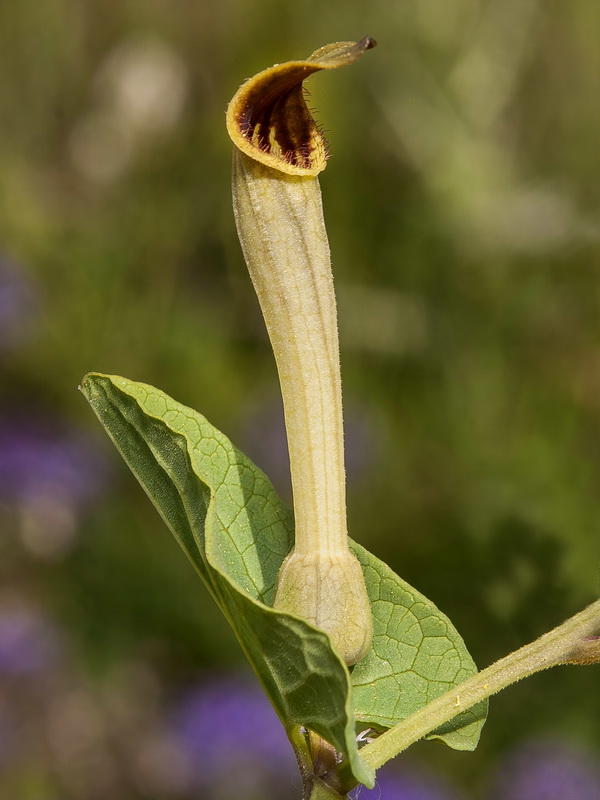 Aristolochia paucinervis.08